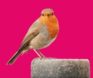 GIF-Rouge-gorge